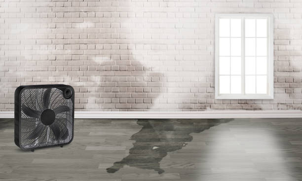 Best Water damage mitigation services  in Bell Nyon, CA