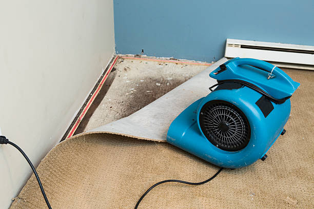 Best Water damage restoration mold remediation  in Bell Nyon, CA